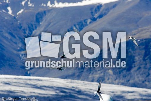 Küstenseeschwalbe (3 von 6).jpg